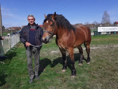 Ocijenjivanje pastuha - Popovača
