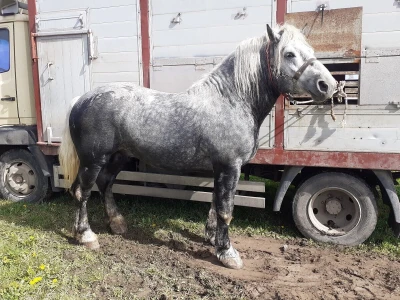 Ocijenjivanje pastuha - Popovača