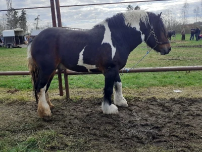 Ocijenjivanje pastuha - Popovača