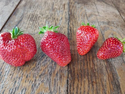Ocjenjivanje jagoda 2022.