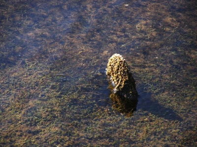 Očuvanje plemenite periske