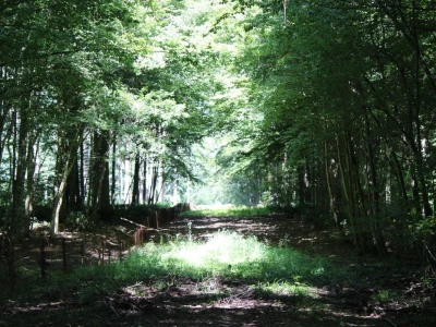 Od šume do bačve