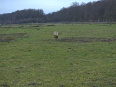 Odbjegli bik Joza