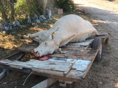 Određeni bedrenički distrikti