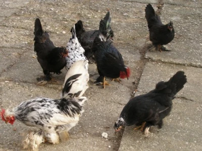 Okućnica Zdeka Hribara