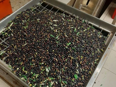 Olea BB - Oleum viride Belić