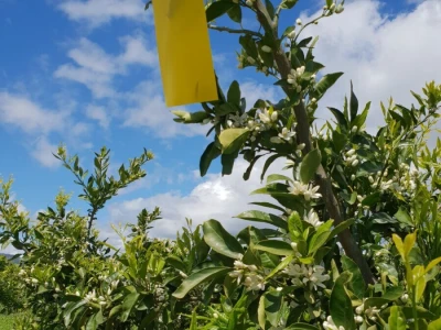 OPG Anđelić
