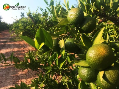 Mandarine u suncu