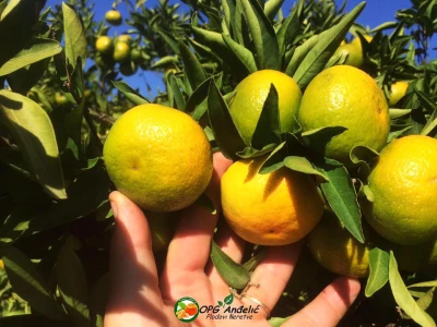 Zdrave mandarine- oldika prave prirode