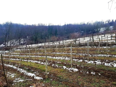 OPG ANDRAŠEVIĆ