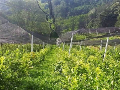 OPG ANDRAŠEVIĆ