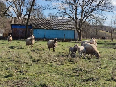 OPG Ankica Kokurić