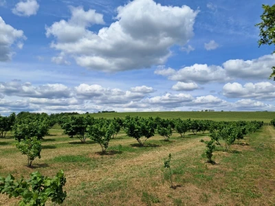 OPG Kopić-Popović - arhiva