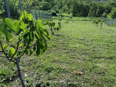 OPG Barac - uzgoj smokava