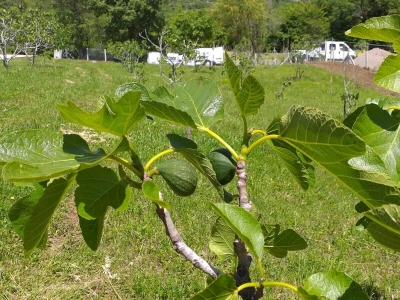 OPG Barac - uzgoj smokava