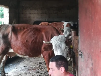 OPG Bože Delića iz Muća