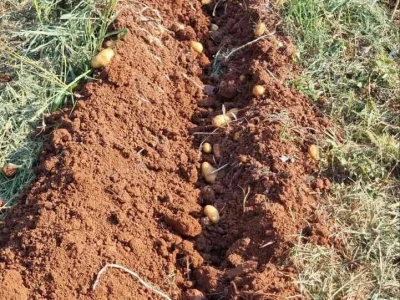 OPG Bratović Kašelir