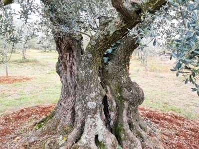 OPG Brevita
