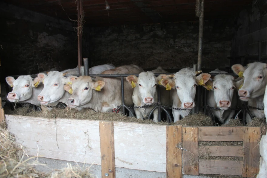 krave OPG