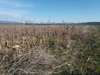 OPG Bungić
