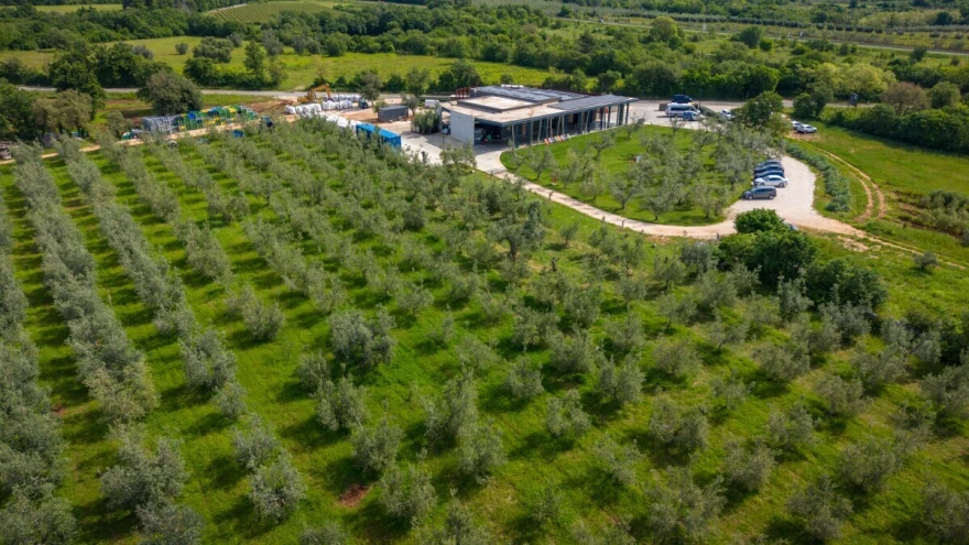 Maslinici Chiavalon