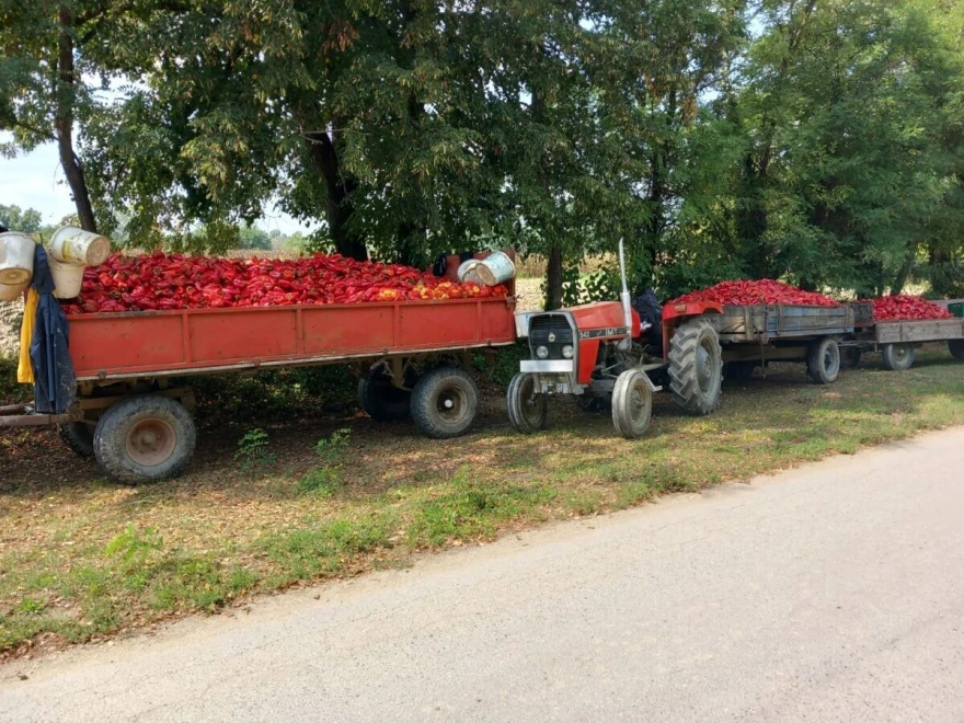 OPG Ćor