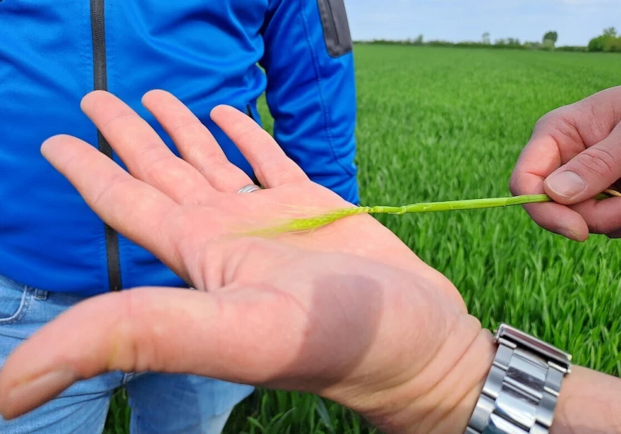 timac agro &Scaron;isl