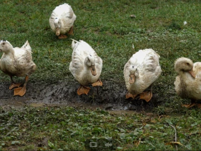 OPG Dario Geto