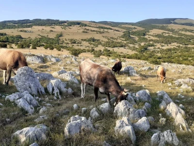 OPG Dejanović