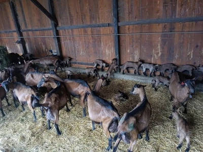 OPG Domagoja Zlatara u Goli