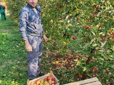 OPG DOROTIĆ