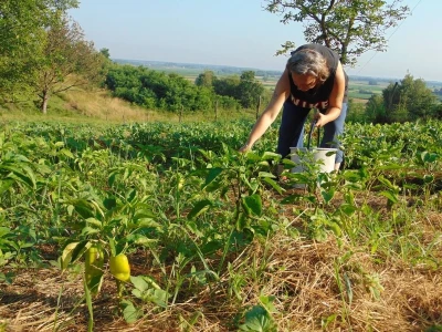 OPG Dubravka Vidmar