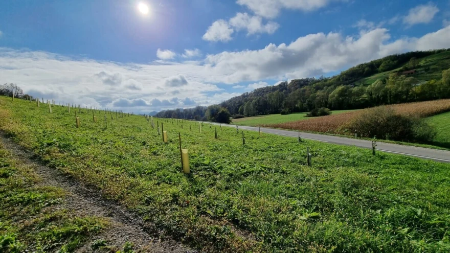 PLANTAŽA GA&Scaron;PAr
