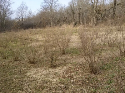OPG Gašpar