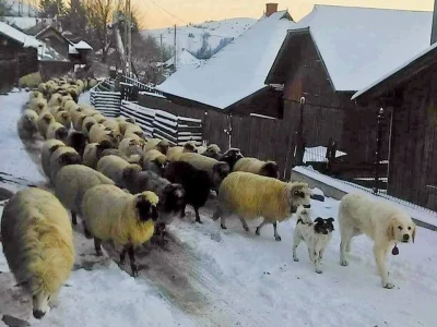 OPG GLUMAC