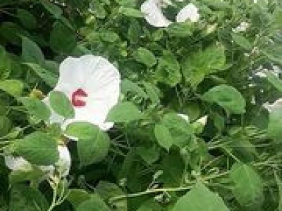 Bijeli cvijet- idealan za sve prigode