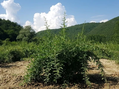 OPG Hero (goji bobice)