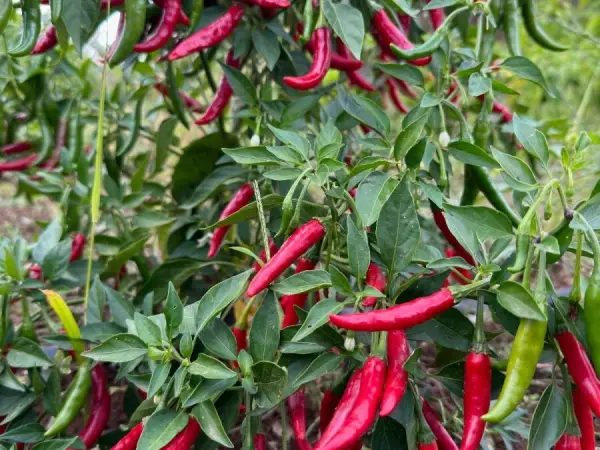 OPG Hey Chilli