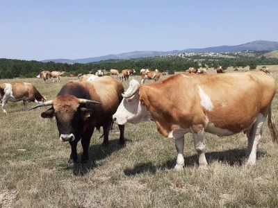 OPG Ilija Dragun  na Udbini ima 100 goveda