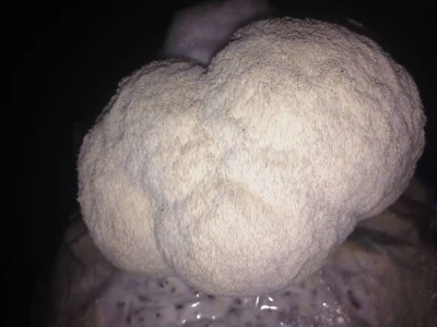 OPG Istra Mushrooms