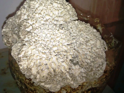 OPG Istra Mushrooms