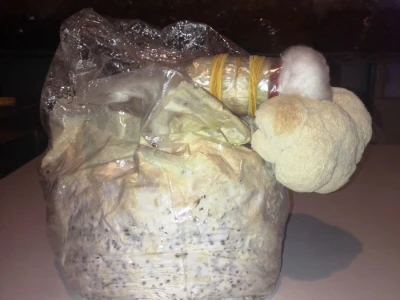 OPG Istra Mushrooms