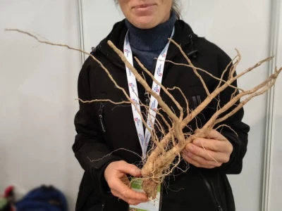 OPG Ivana Košćak, ashwagandha