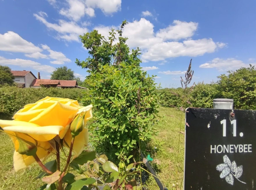 Ruže čajevke