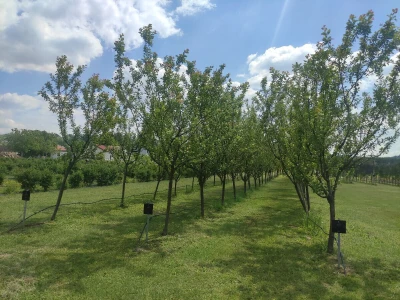 OPG Juranić