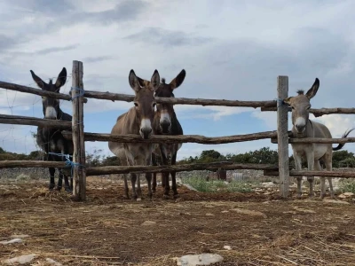 Farme na otoku Rabu koje posebno vole posjećivati djeca