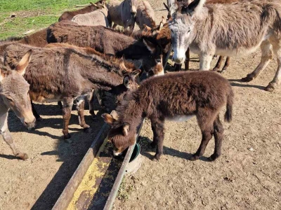 OPG Kišiček Ferdinandovac