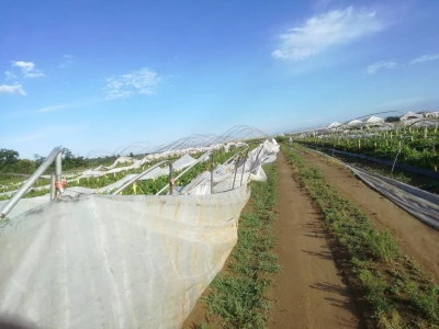 OPG Komar