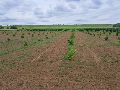 OPG Kopić-Popović - arhiva