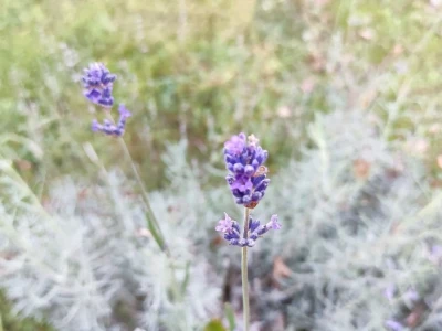OPG Lavander